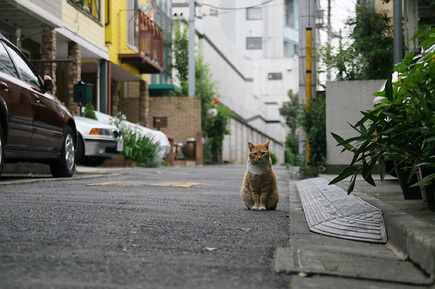 ゑいじう前にて、猫の門番