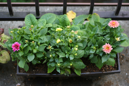 ダリアの寄せ植え状態