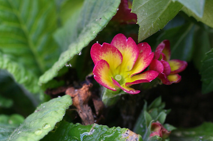 花につく白い変な虫